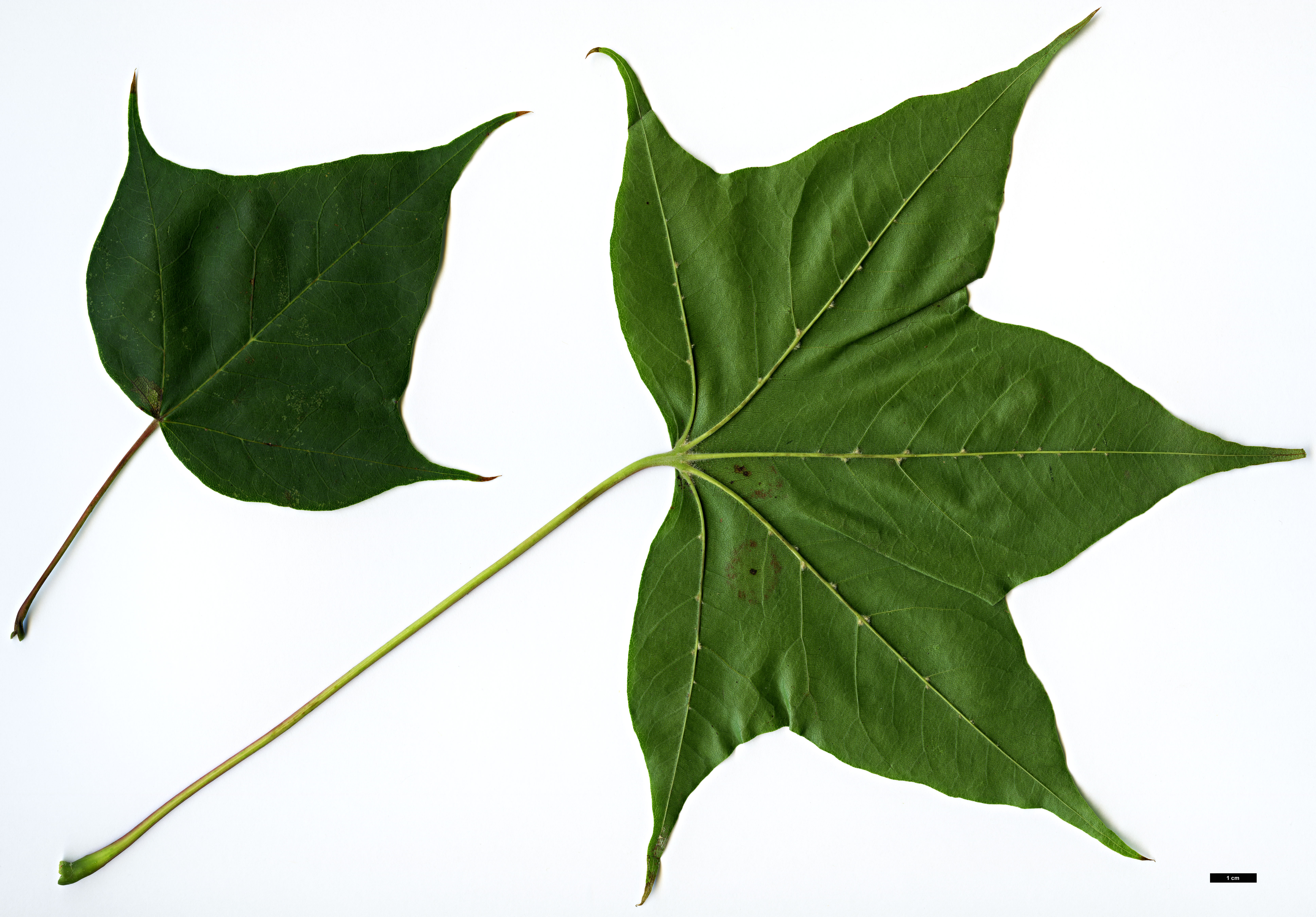 High resolution image: Family: Sapindaceae - Genus: Acer - Taxon: cappadocicum - SpeciesSub: subsp. sinicum